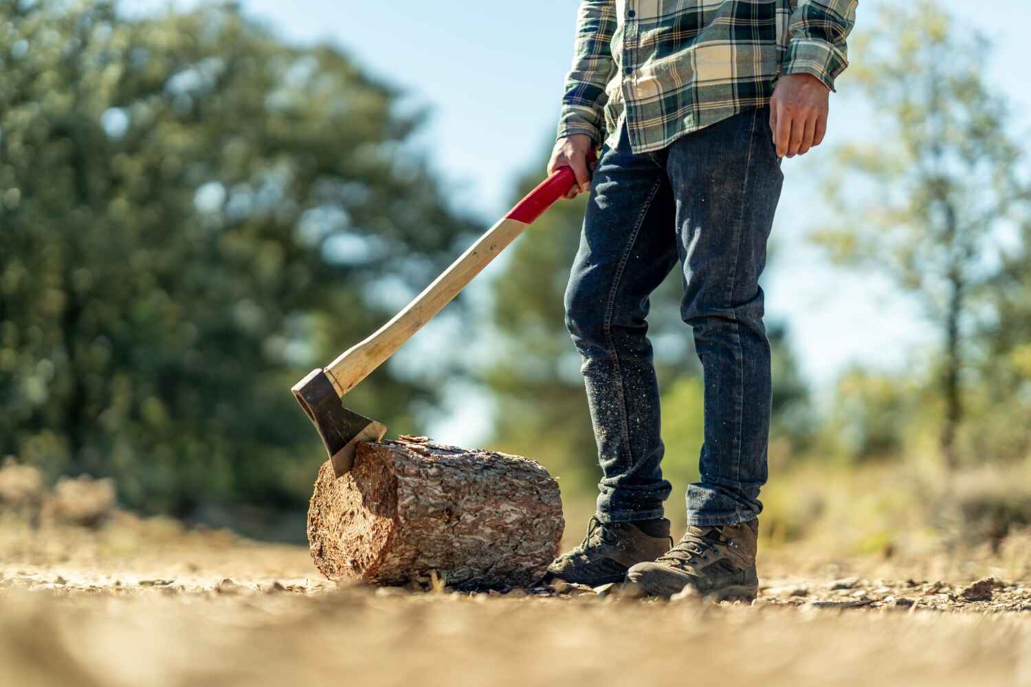 Dead Tree Removal in Ely, MN